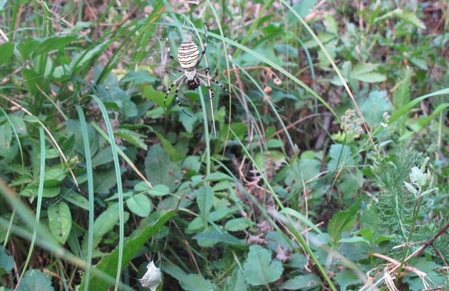 Argiope bruennichi